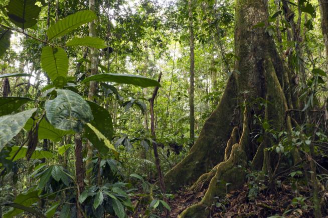 Boys, 8 and 6, Survive Weeks Lost in Rainforest
