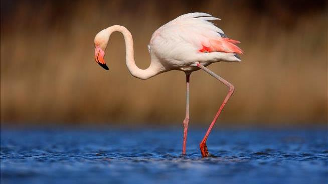 Flamingo That Fled Kansas Zoo 17 Years Ago Seen in Texas