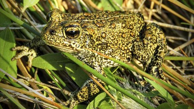 This Rare Toad and Its Hot Oasis Are Endangered