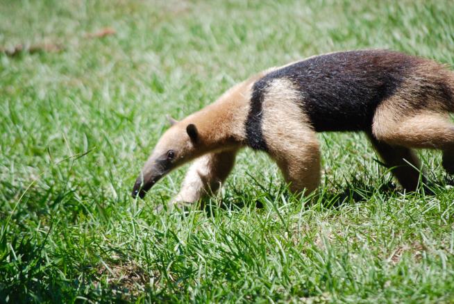 For Anteater in Tennessee Zoo, a Big Rabies First