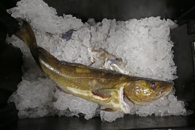 Despite Ban, US Buys Seafood That Profits Putin Regime