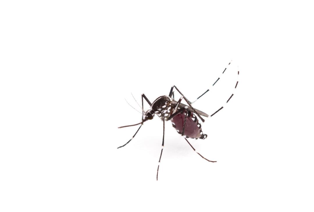 Генетично модифіковані комарі працюють за призначенням