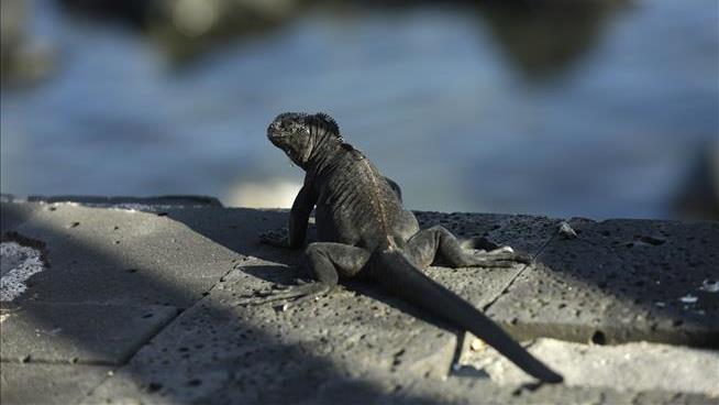Amid Dour Reptile Report, One Silver Lining