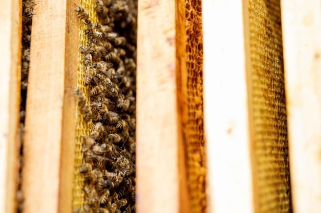 Millions of Alaska-Bound Bees Die After Flight Rerouted