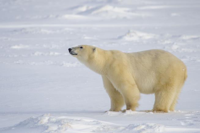 A Polar Bear Has Never Been Seen Here Before
