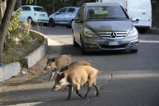 Rome Neighborhoods Bring in Curfew After Boar Attacks