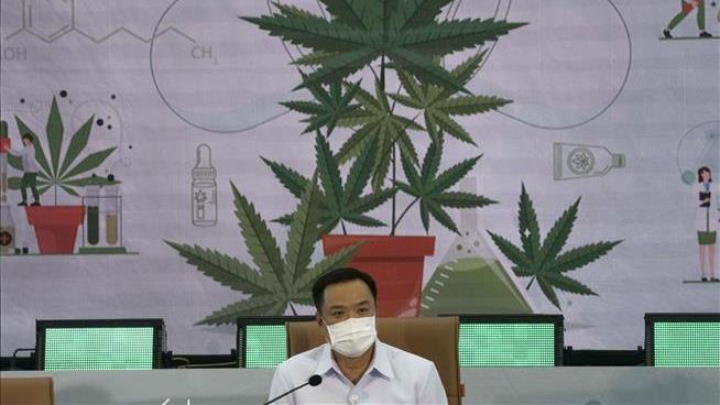 Thailand Handing Out 1M Free Cannabis Plants