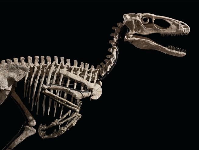 Dino Skeleton That Inspired Jurassic Park Sells for $12.4M