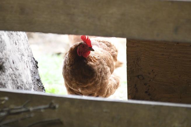 Conspiracy Theories Complicate Avian Flu Outbreak for Farmers