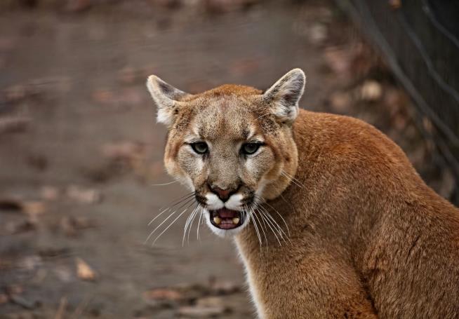 Dog Defends California Woman From Mountain Lion