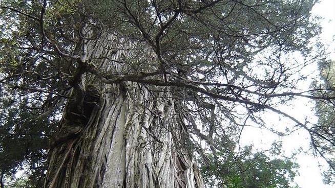 His Grandfather Found a Tree That Could Be Planet's Oldest