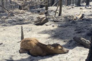 Newborn Elk Calf Rescued From Ashes of Wildfire