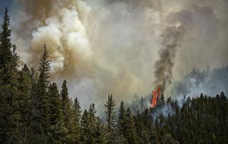 US Forest Service's Planned Burns Didn't Go as Planned