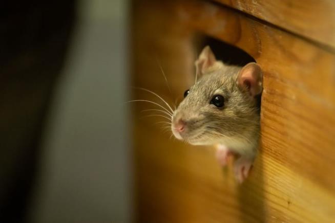 Want to Scare a Male Mouse? Try a Banana