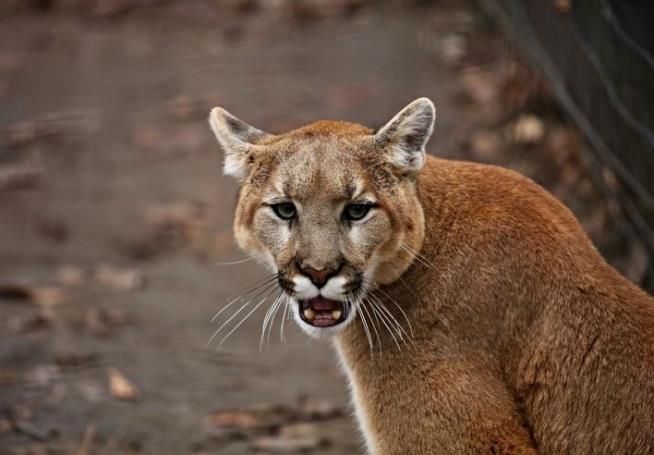Girl, 9, Survives Rare Attack by Cougar