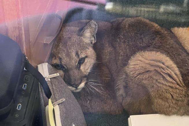 'Lost' Mountain Lion Gets Trapped in Classroom