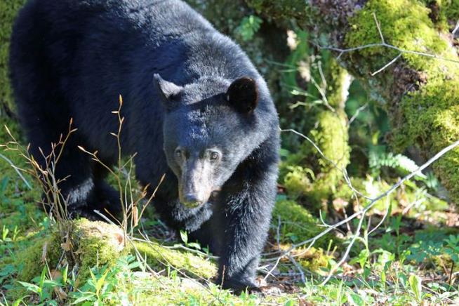 Bear Euthanized After Ripping Into Family's Tent