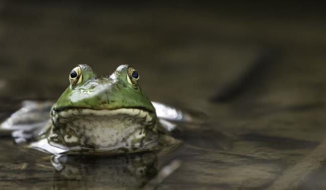 Frog Mystery Surfaces at Iron Age Settlement