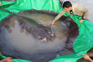 That's One Huge, Record-Setting Stingray