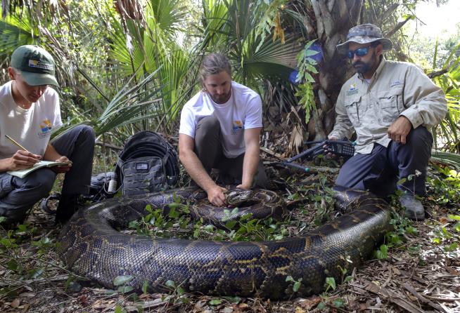 Team Hauls in Biggest Python Ever Found in Florida