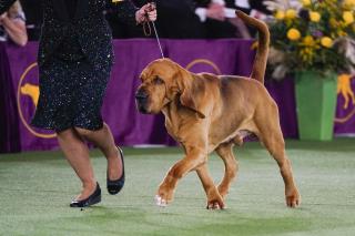 Trumpet the Bloodhound Wins Westminster Best in Show