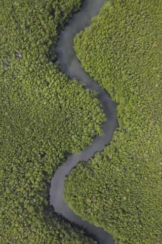 Caribbean Swamp Holds World's Biggest Bacterium