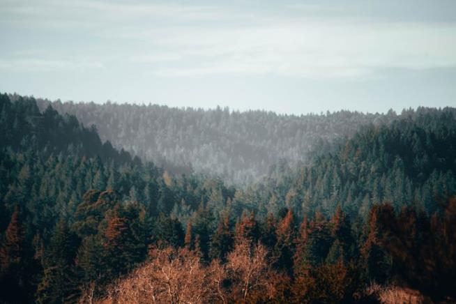 California's Biggest Landowner Closes Forests to Public