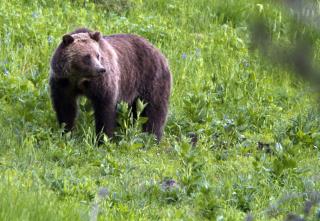 Grizzly Attack Came So Fast, He Couldn't Use His Bear Spray