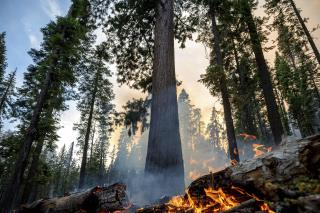 Wildfire Threatens Yosemite's Iconic Giant Sequoias