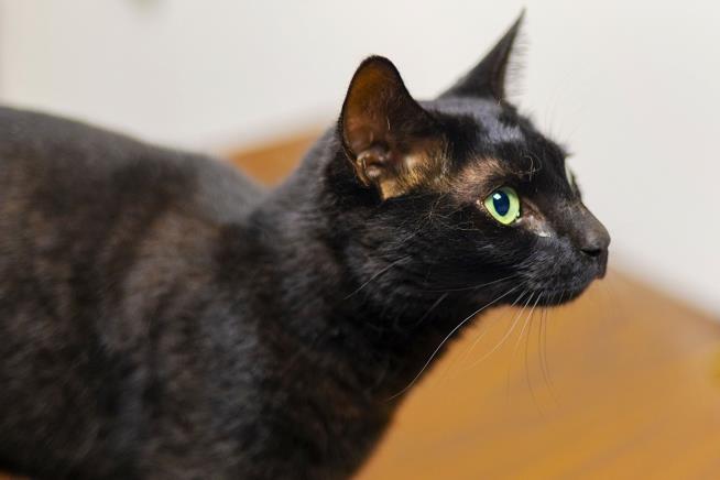 Cat Lost for 3 Weeks in Boston Airport Finally Emerges