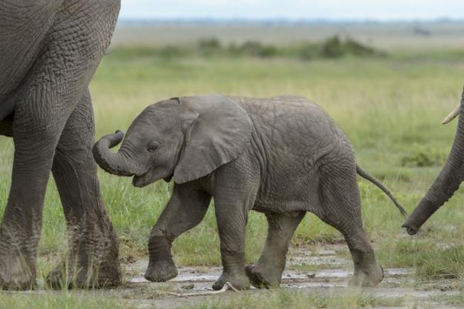 Study of Orphaned Elephants Surprises Researchers