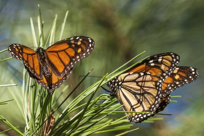 Global Authority: Monarchs Are Endangered