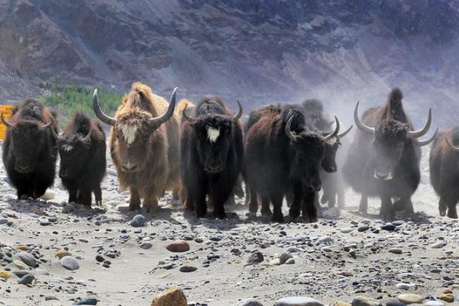 $30M Survivalist Ranch Comes With a Herd of Yak