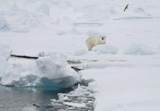 Polar Bear Injures Camper in the Arctic