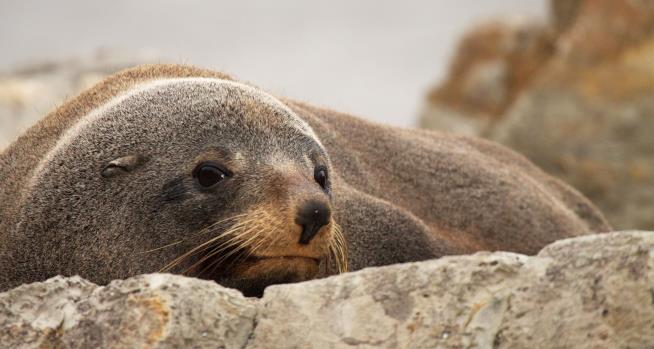 Seal Breaks Into Marine Biologist's Home