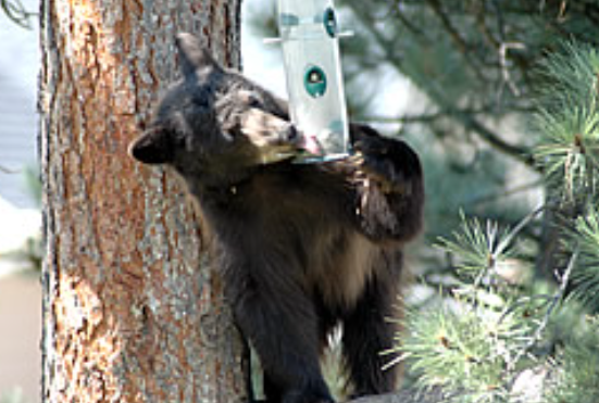 Colorado: Bear-Proof Your Home or Bears Will Die