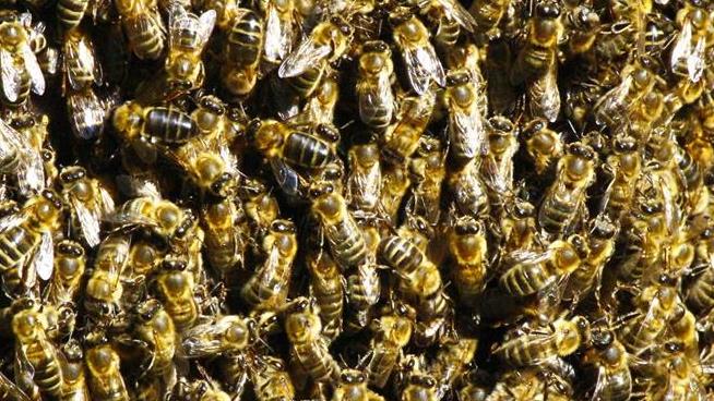 Family: Ohio Man Survived Thousands of Bee Stings