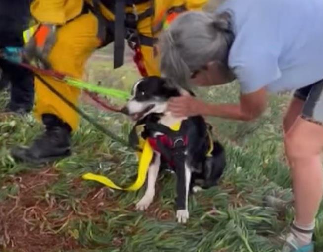 Rescuers Save Deaf Dog Who Fell Into Ravine