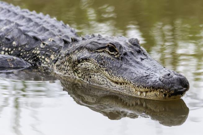 He Got Lost in Swamp 3 Days— After the Gator Took His Arm