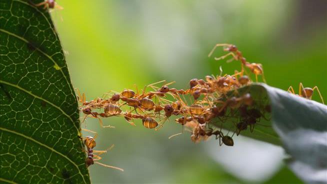For Every Person on Earth, There Are 2.5M Ants