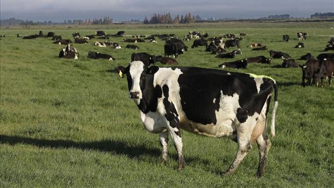 New Zealand Wants to Tax This Cow's Burps