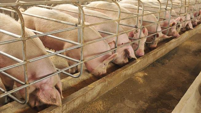 The Supreme Court Weighs a Meaty Topic Involving Pigs