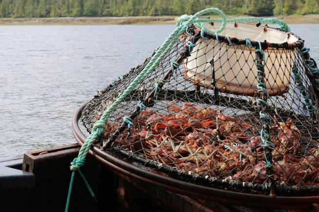 Alaska Makes Costly Decision to Cancel Snow Crab Season