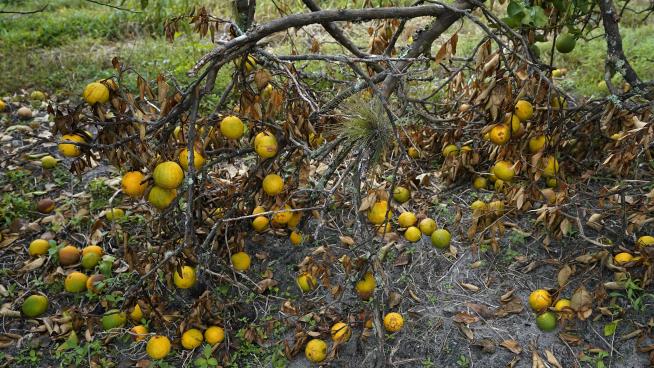 Storm's Toll on Orange Trees May Be Worse Than It Looks