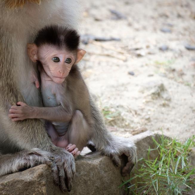 Scientist's Monkey Research Is Put on Blast: 'I'm Horrified'