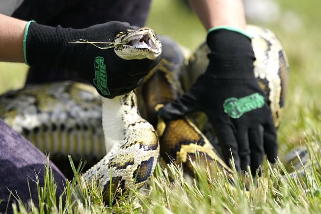 Florida Teen Takes Top Prize After Capturing 28 Pythons
