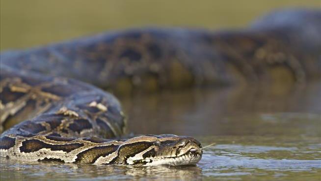 Woman Found Dead in Belly of a Python