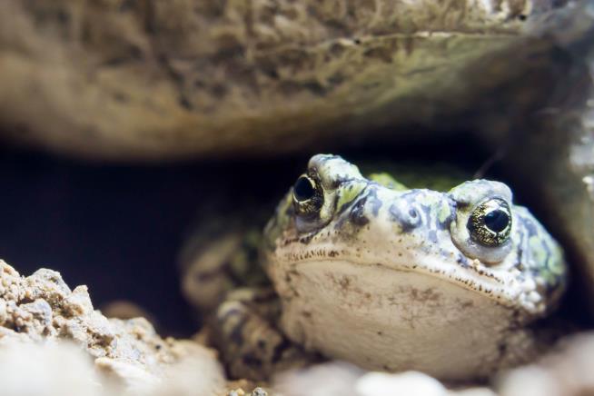 National Park Service: Stop Licking Toads to Get High