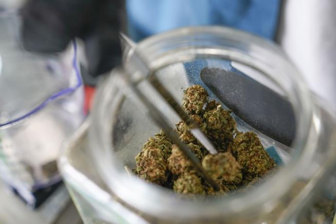 Marijuana Is on the Ballot in 5 States