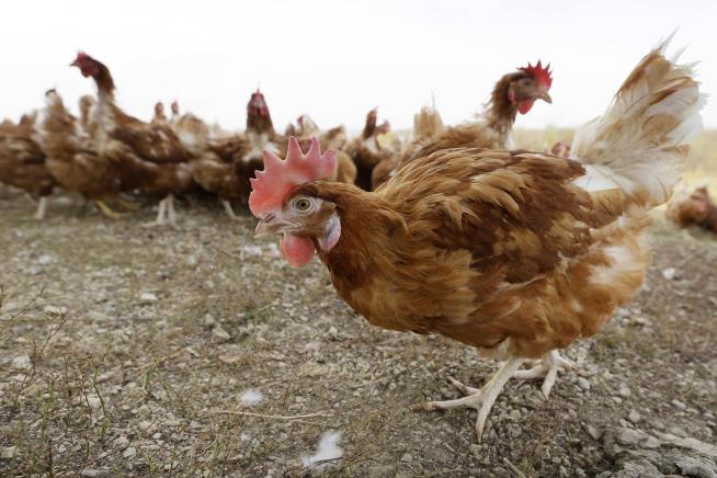 Producers Seek to Use 'Cruelest' Method Amid Bird Flu Outbreak